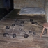 Carthage shackles