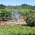 Honeymoon... at the vineyard...The sprinkler