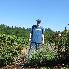Honeymoon... at the vineyard...wet after the sprin